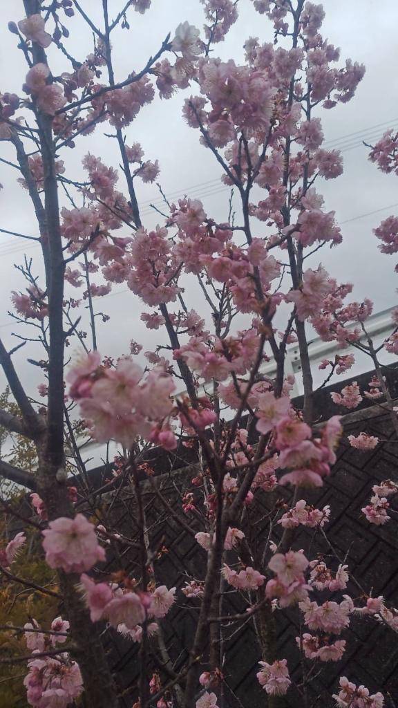 3/3の出勤取り下げお詫び