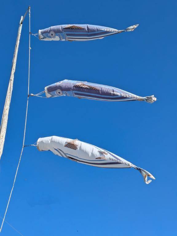 綾波玲子【PICKUP】