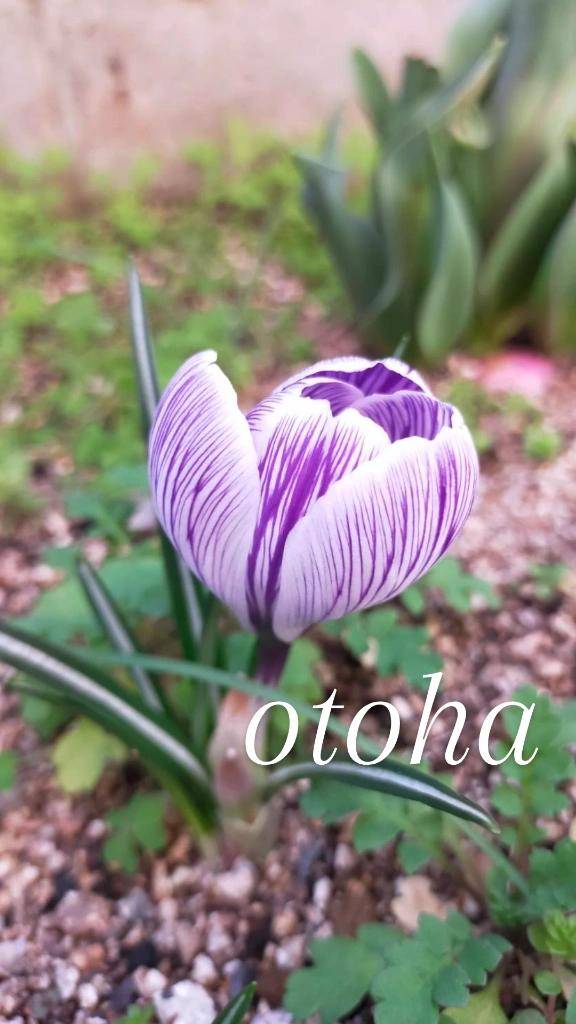 おとは【CHUBBY】