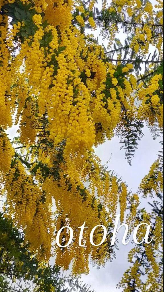 おとは【CHUBBY】