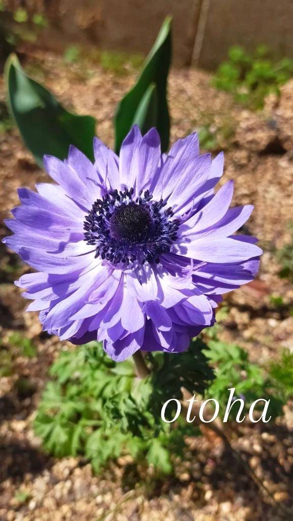 ☆仲良しのリピーター様へ☆