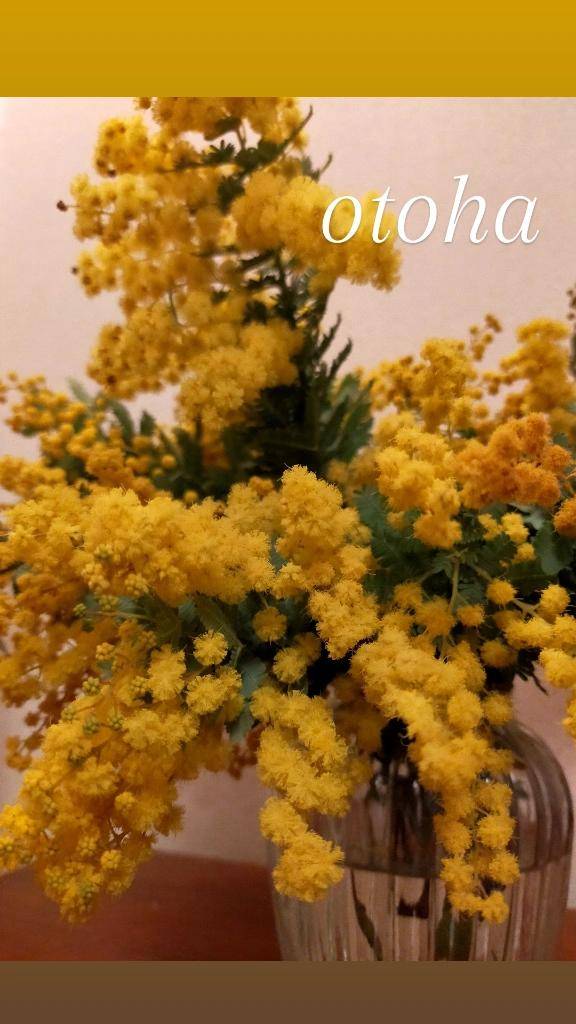 おとは【CHUBBY】