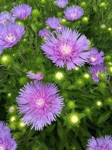 綾波玲子【PICKUP】