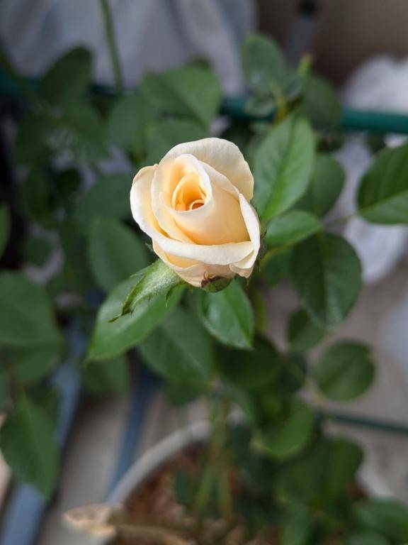 綾波玲子【PICKUP】