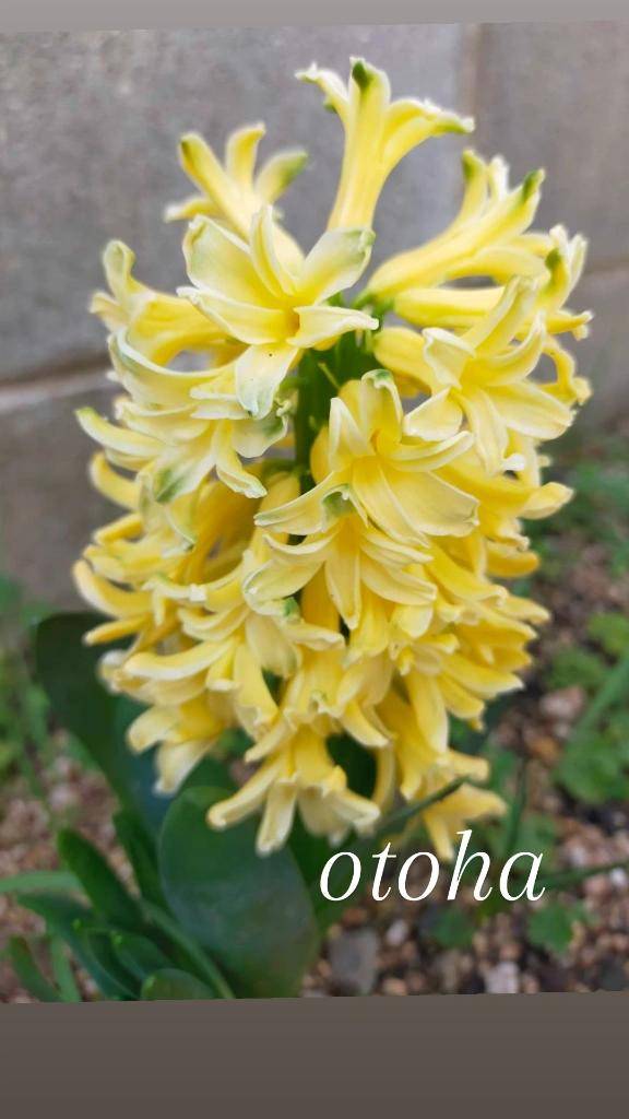 おとは【CHUBBY】