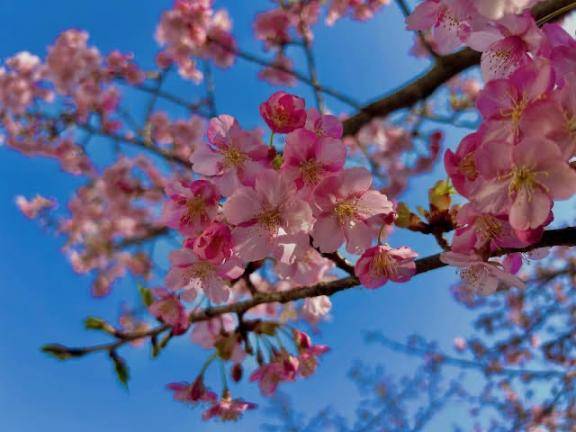 さやか【PREMIUM】