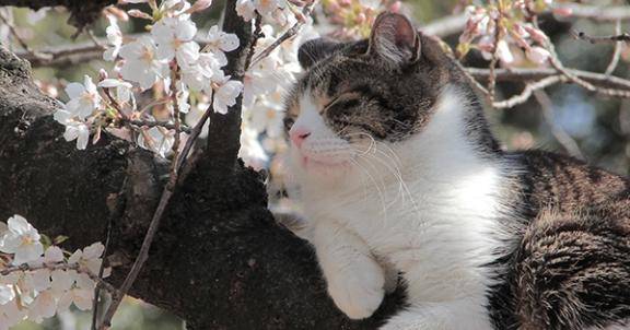 さやか【PREMIUM】