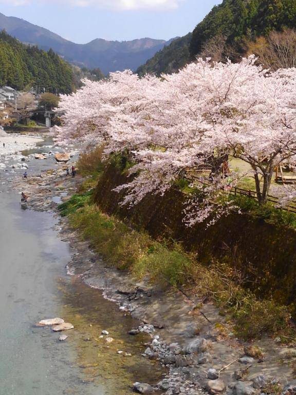 綾波玲子【PICKUP】