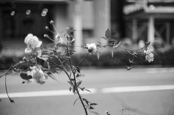 さやか【PREMIUM】