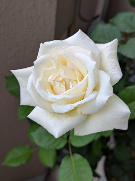 綾波玲子【PICKUP】