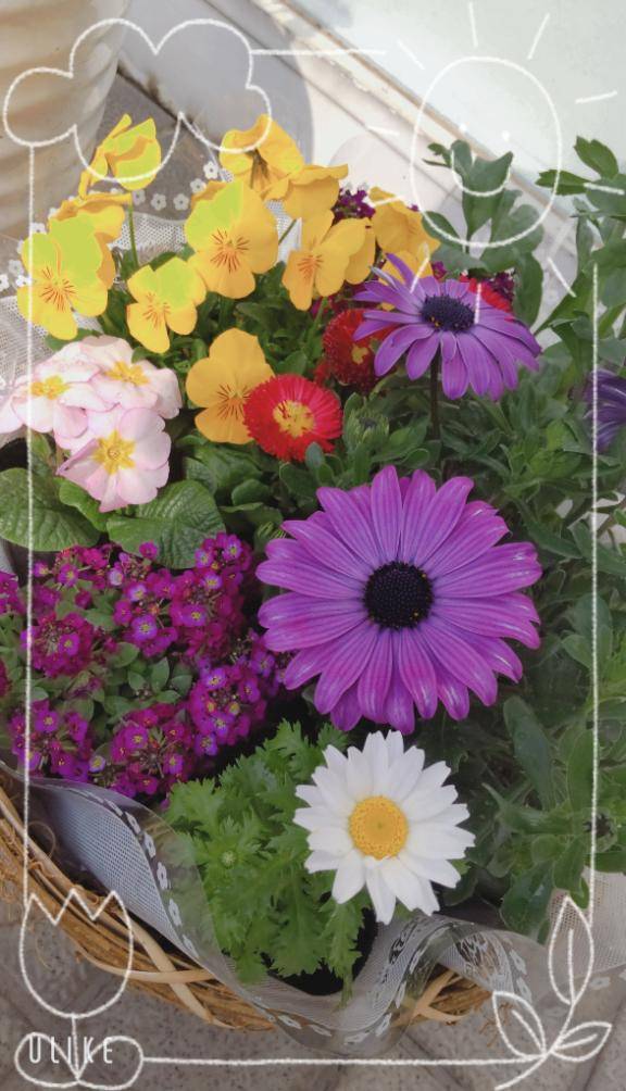 谷井まお【PICKUP】