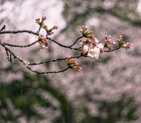 さやか【PREMIUM】