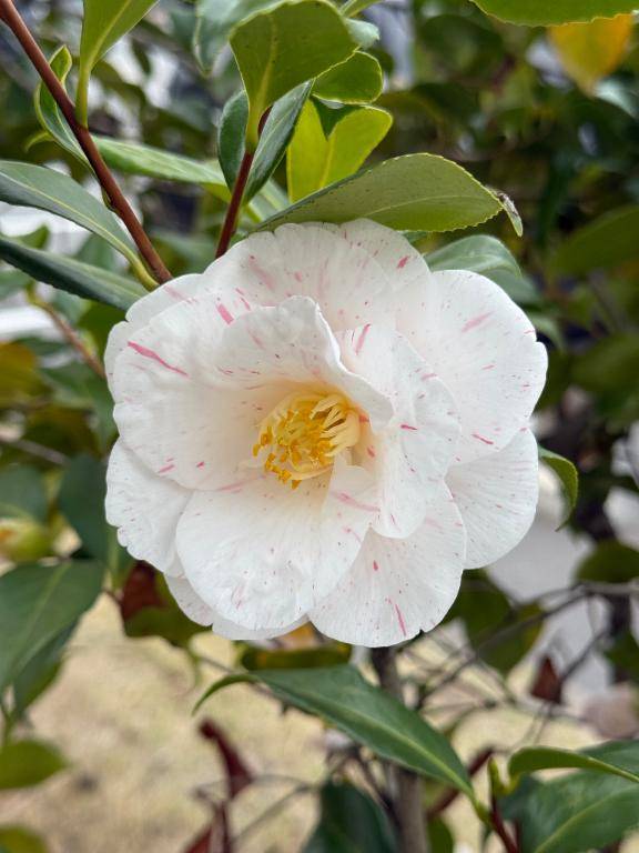 安西みなみ【PICKUP】