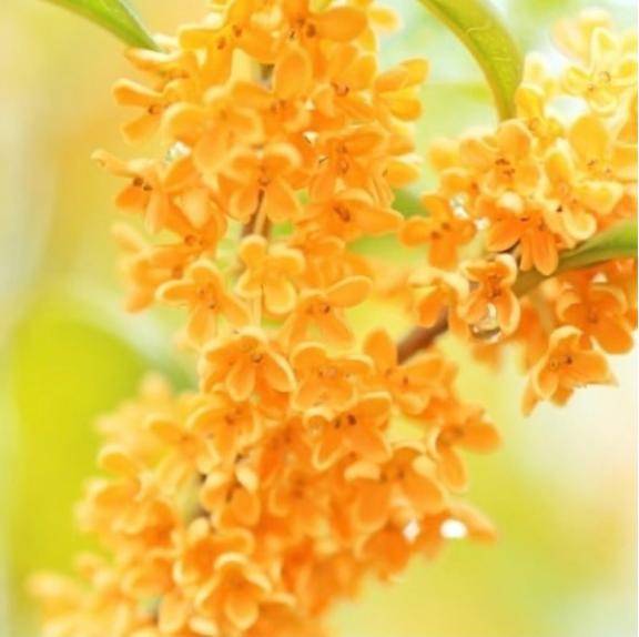 安西みなみ【PICKUP】