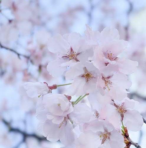 さやか【PREMIUM】