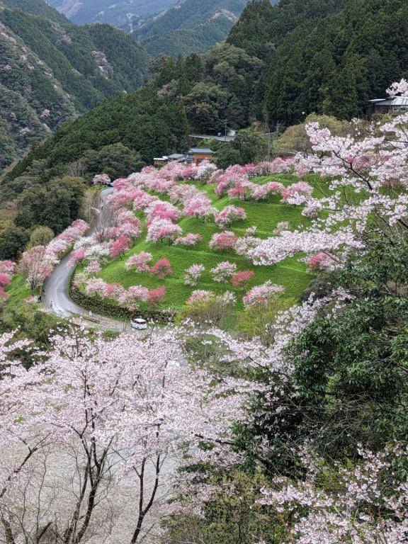 綾波玲子【PICKUP】