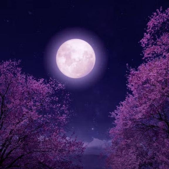 さやか【PREMIUM】