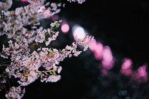 さやか【PREMIUM】