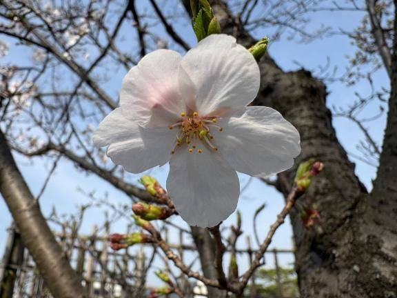 ふわり【ROYAL】