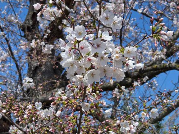 つばき【PREMIUM】