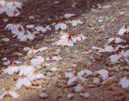 さやか【PREMIUM】