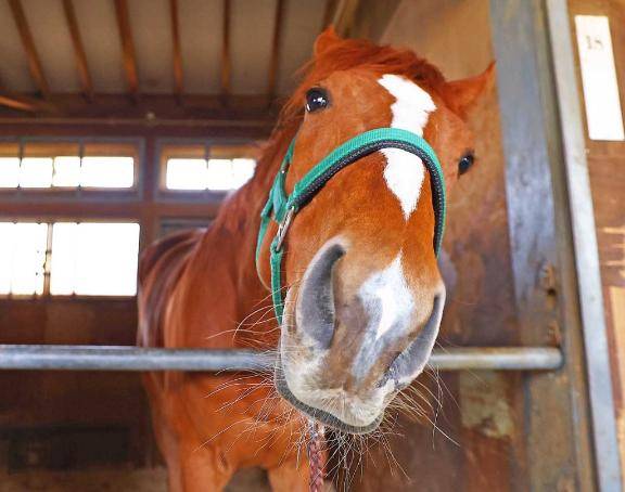 さやか【PREMIUM】