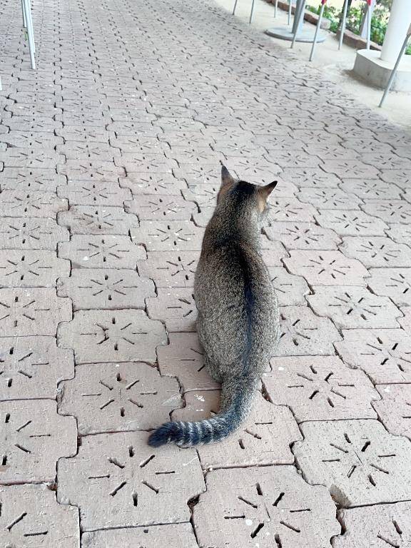 内田ゆう【WOMAN】