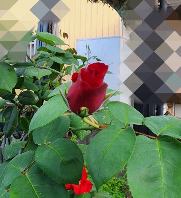 おはようございます