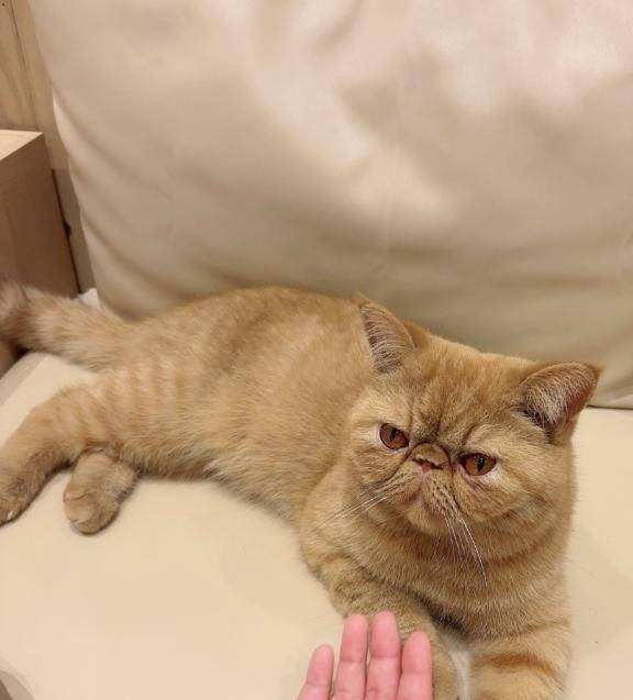 猫カフェ?