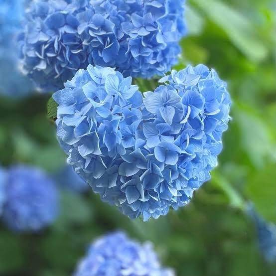 さやか【PREMIUM】