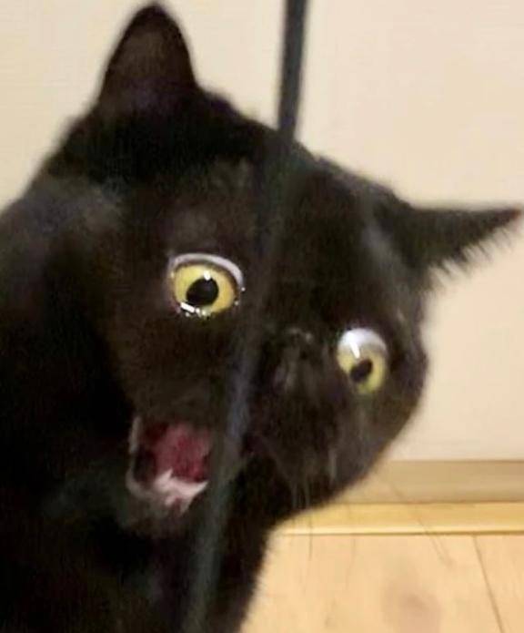 胡蝶之夢