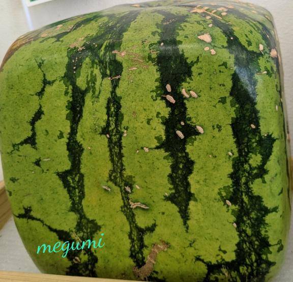 栗原めぐみ【PICKUP】