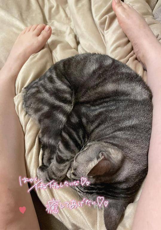 足の間の猫(オス)