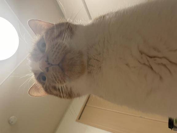 猫は猫で猫なのです笑