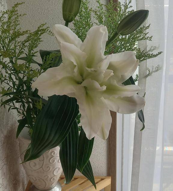 綺麗なお花。