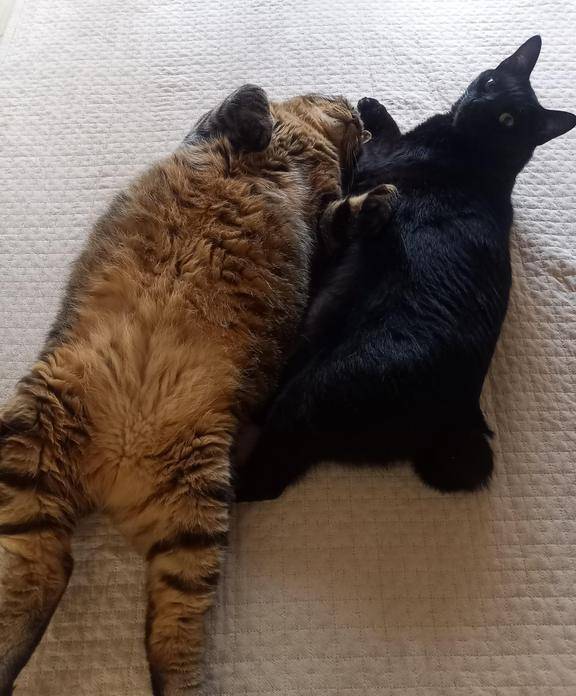 猫が落ちている。。