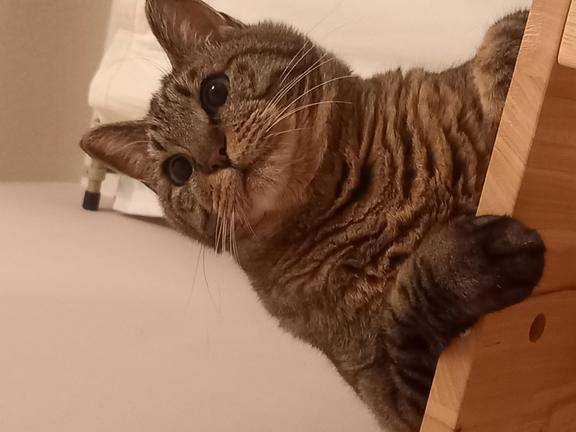ピストンボーイ??