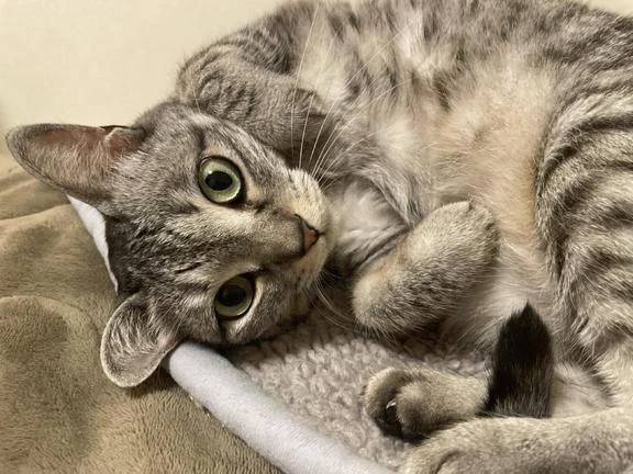 猫になりたい