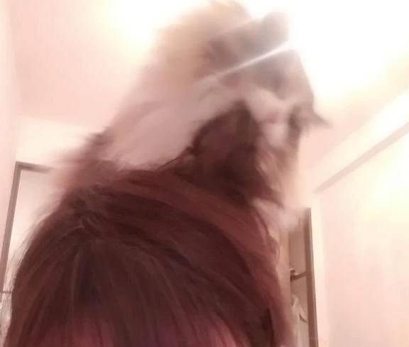 猫に食べられる私。