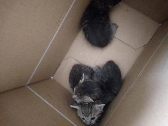 保護ねこ。