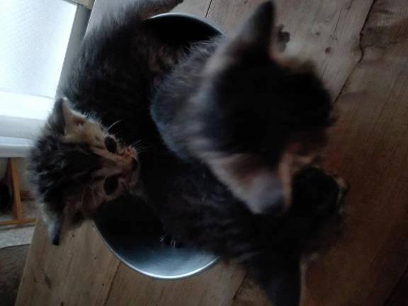 子猫の育児。