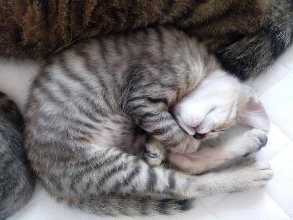 子猫達。