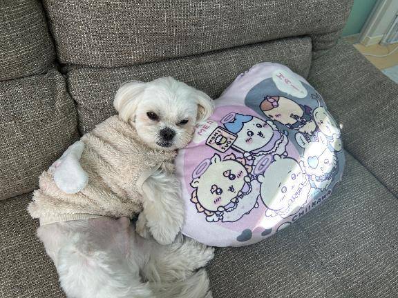 お知らせᐡ ̳ᴗ ̫ ᴗ ̳ᐡ♡