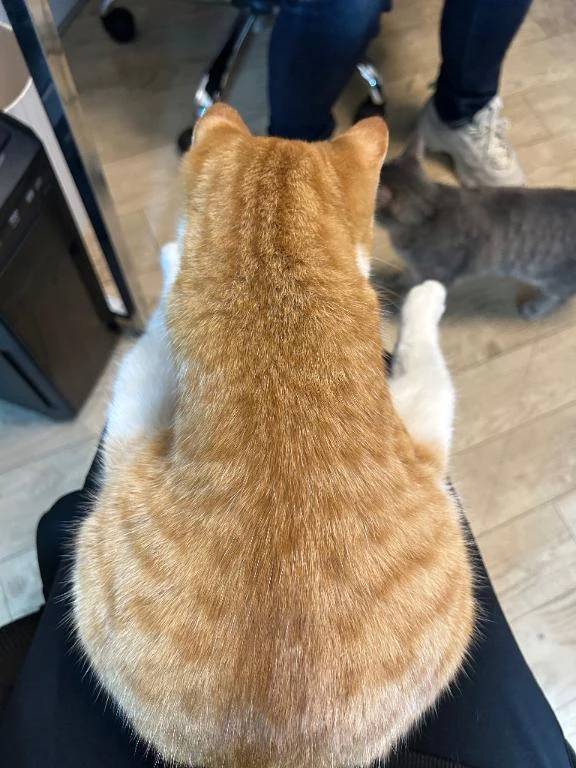 ねこちゃん(=^ ó ˑ̫ò)