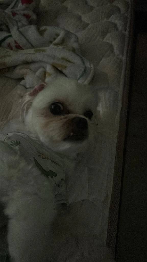 〇〇の日🐶🦴