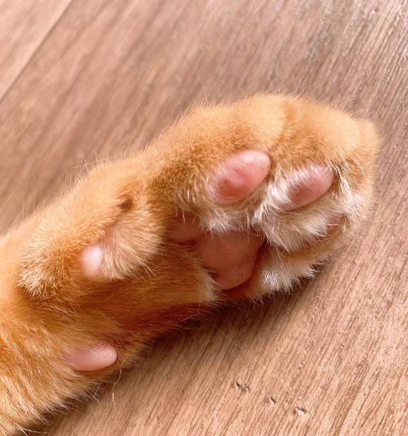 これを触ってると…眠くなる…