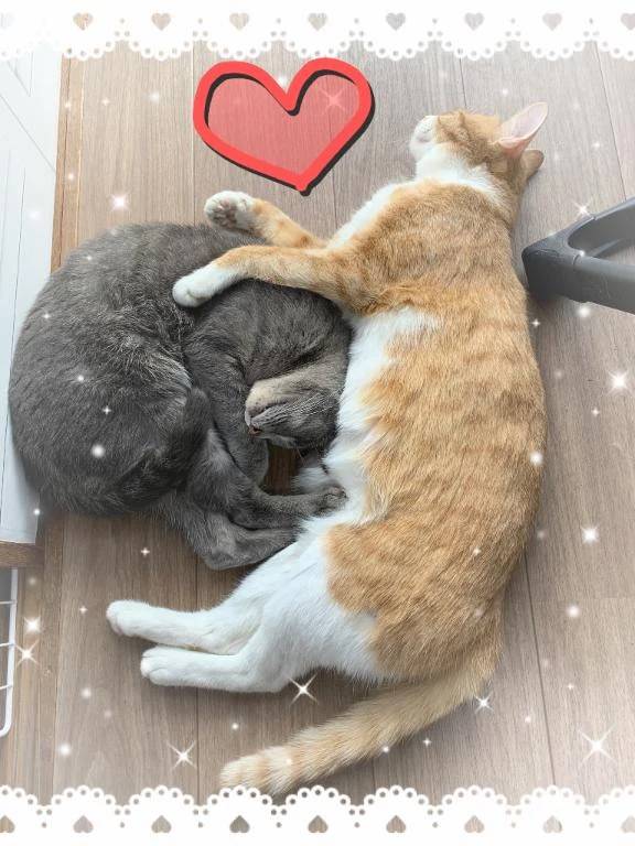 [お題] 変態パンストPちゃんさん