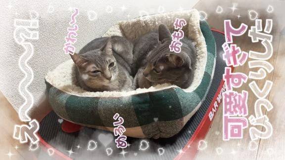 メロい(՞⸝⸝o̴̶̷̥᷅  ̫ o̴̶̷᷄⸝⸝՞)