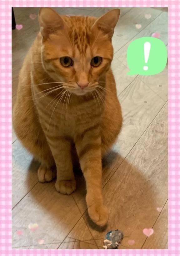 [お題] トイプーさん