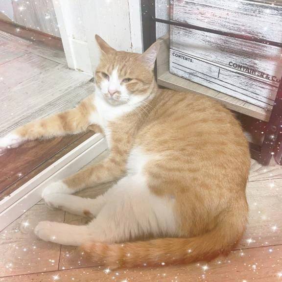 ❤︎くつろいでる猫❤︎